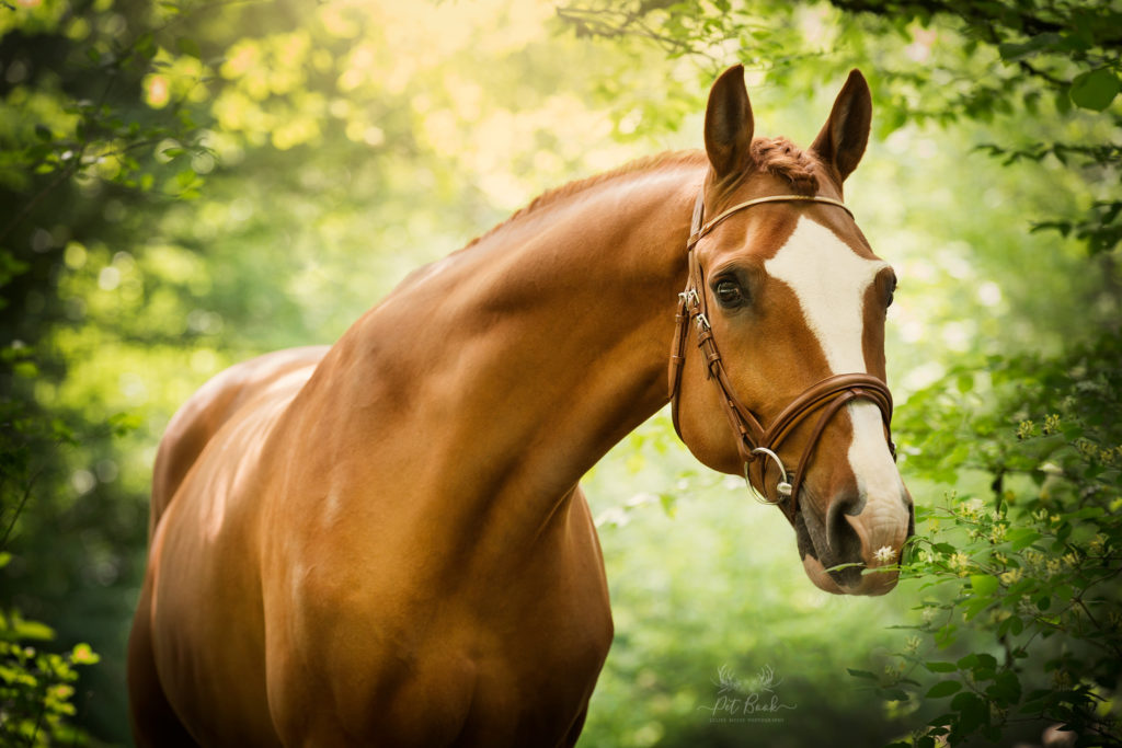 Formation photographe chevaux cheval, photographe équestre, photographe équin