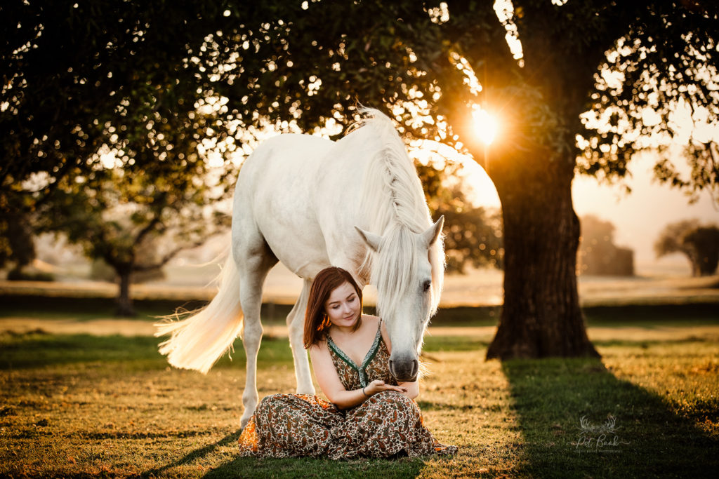Photographie chevaux photographe cheval équestre