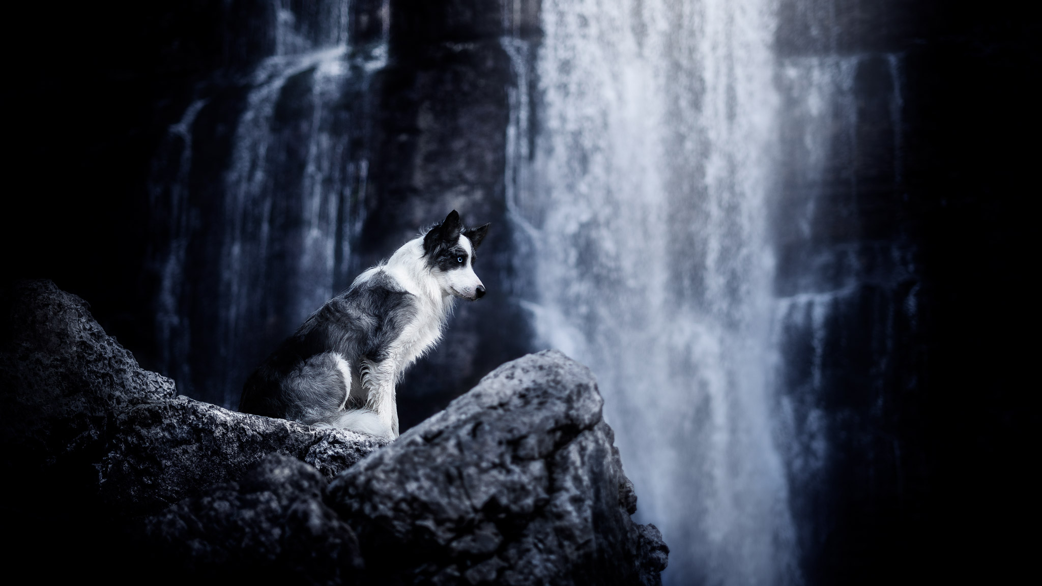 photographie chien cascade photographe canin