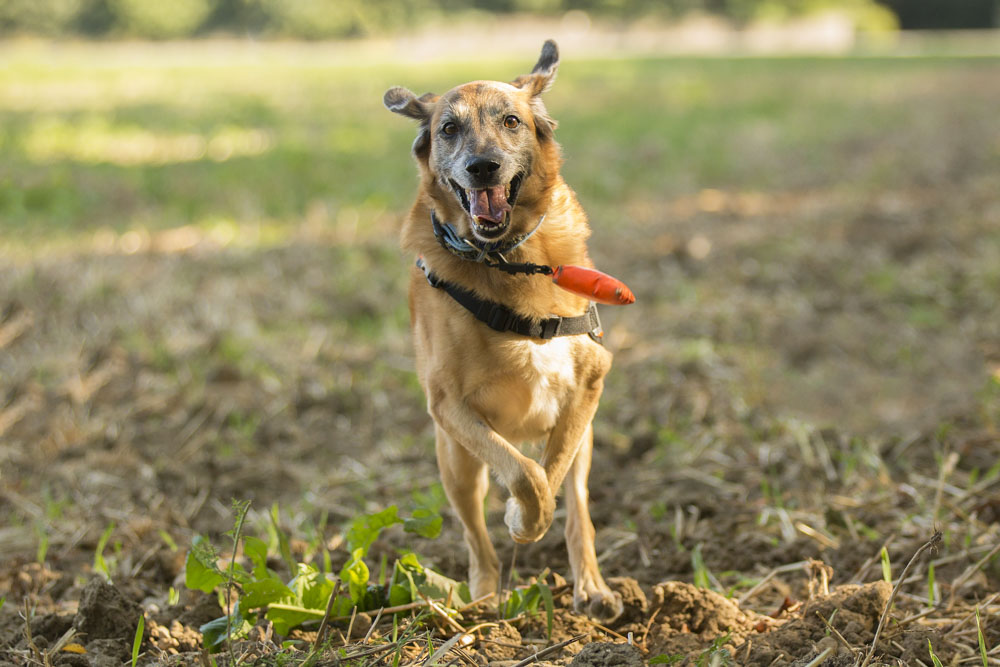devenir photographe canin