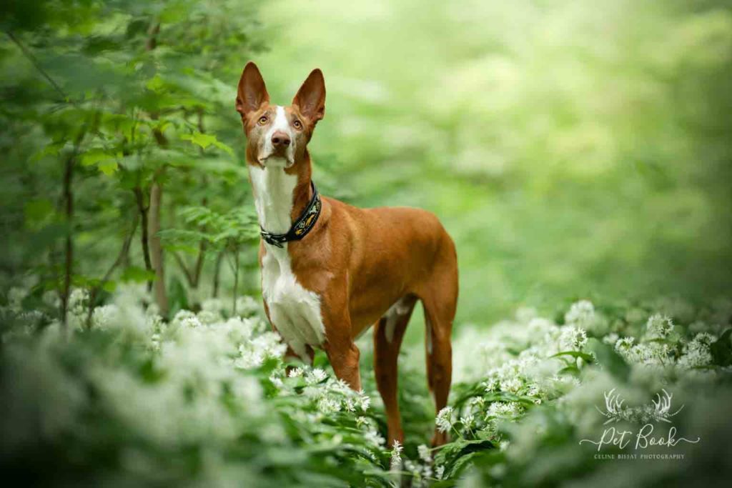 Quel objectif photo animalière