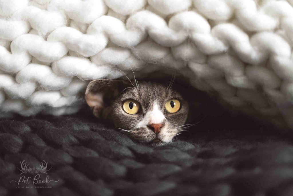 Quel matériel pour la photographie animalière