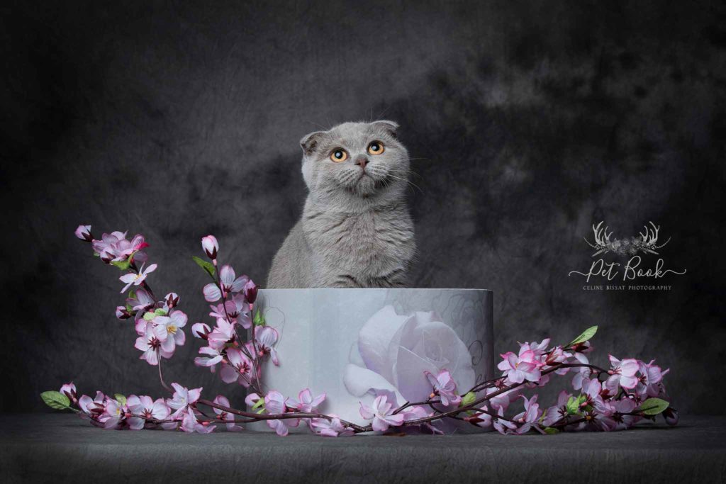 Quel matériel photographe animalier