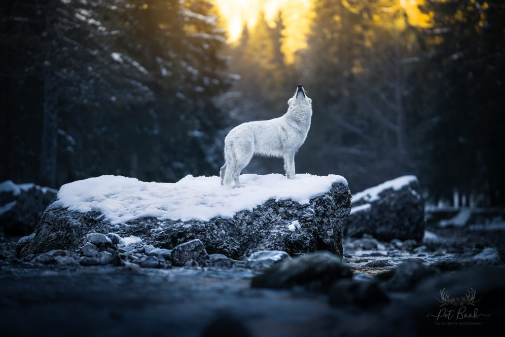 Devenir photographe animalier formation