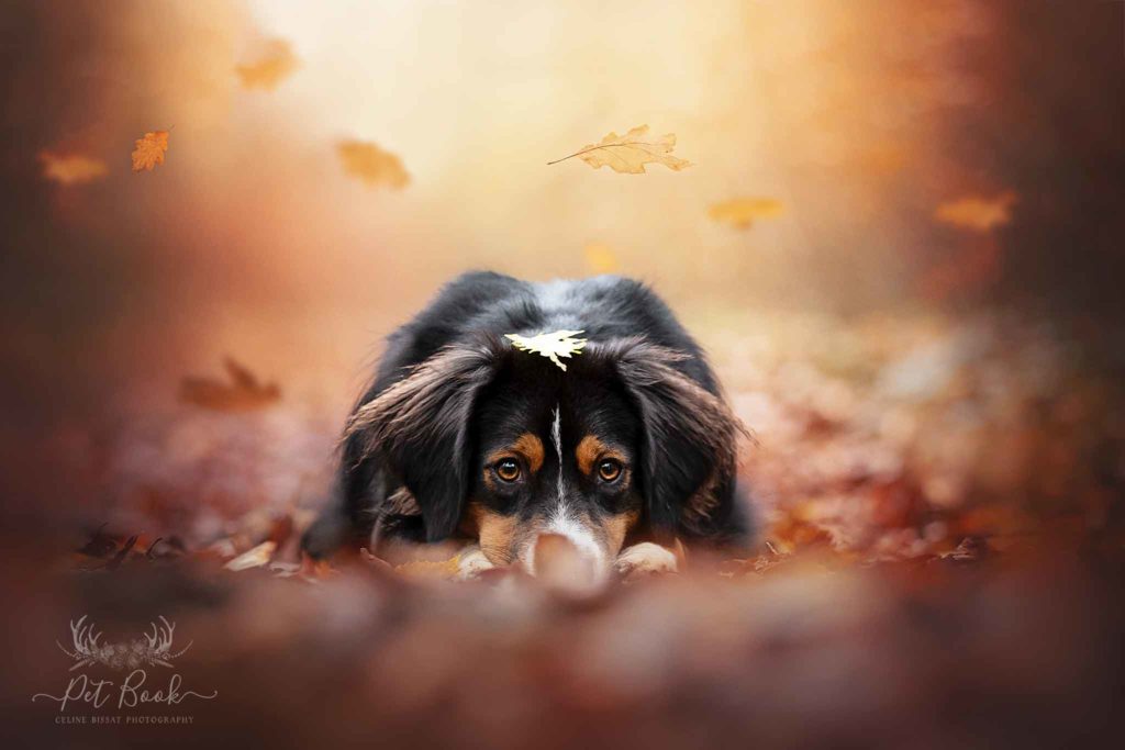 Formation en photographie animalière