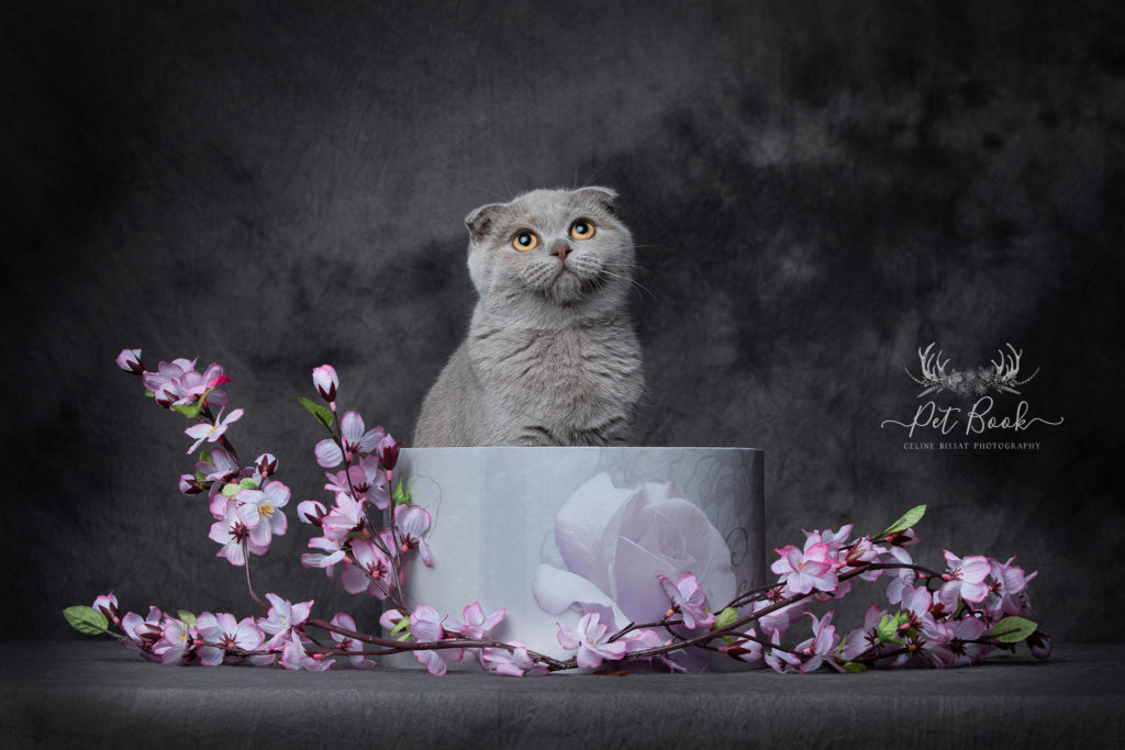 Formation en photographie animalière