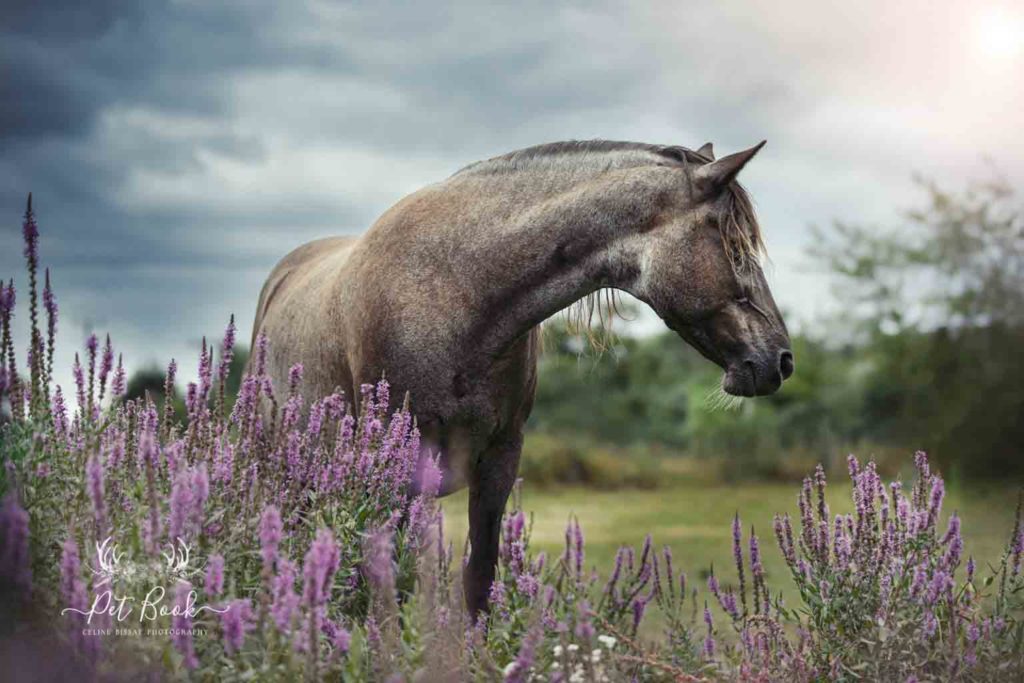 Formation en photographie animalière