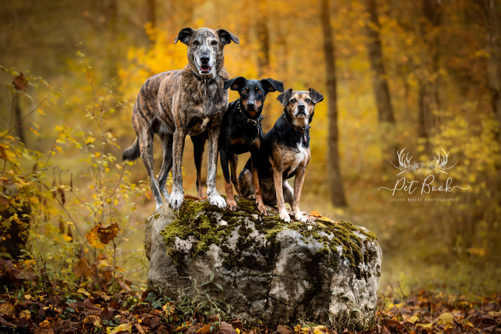 Comment suis-je devenue photographe animalier professionnelle ?
