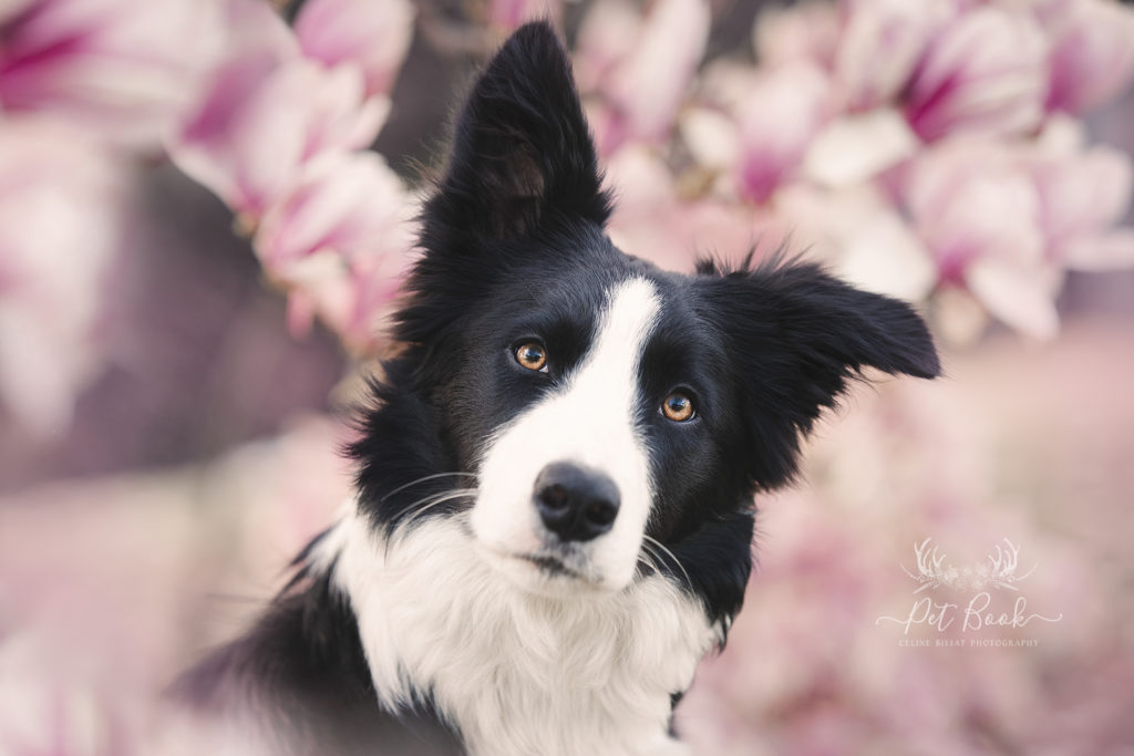 Comment réussir son shooting photo d'animaux domestiques ?