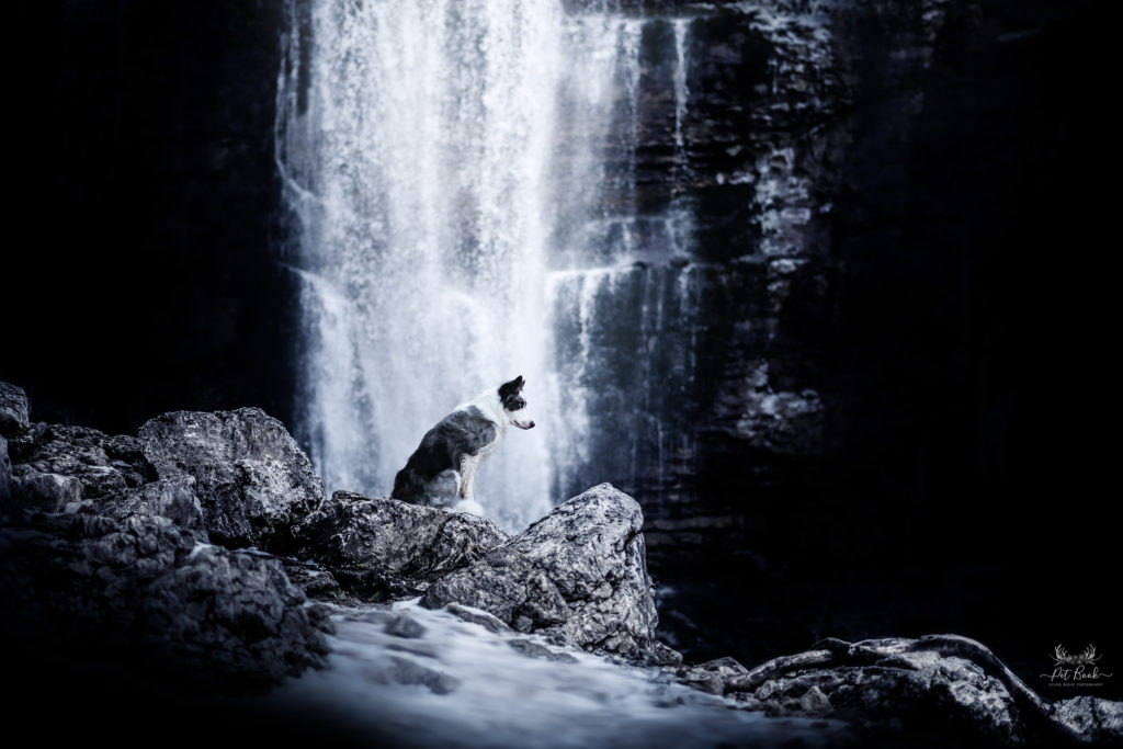 chien cascade