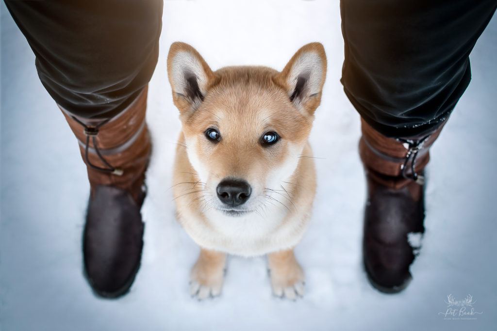 Portfolio photographe animalier