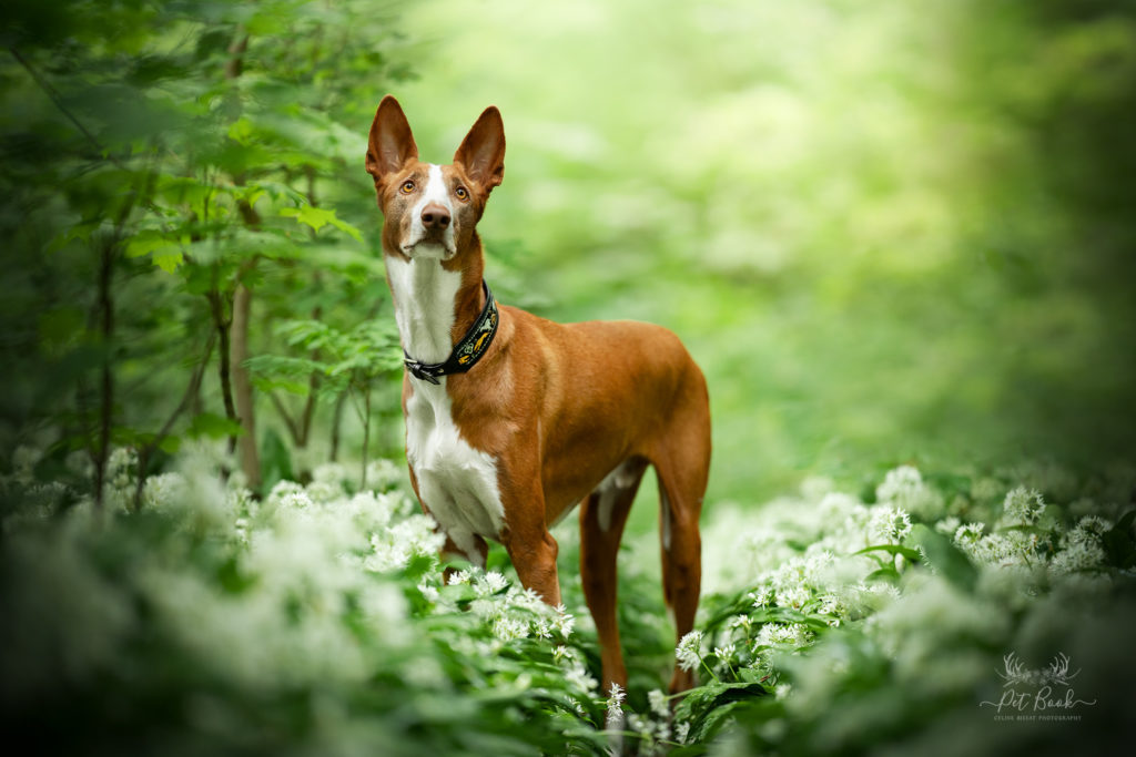 apprendre photo animalière chien photo devenir photographe formation photographe chien canin