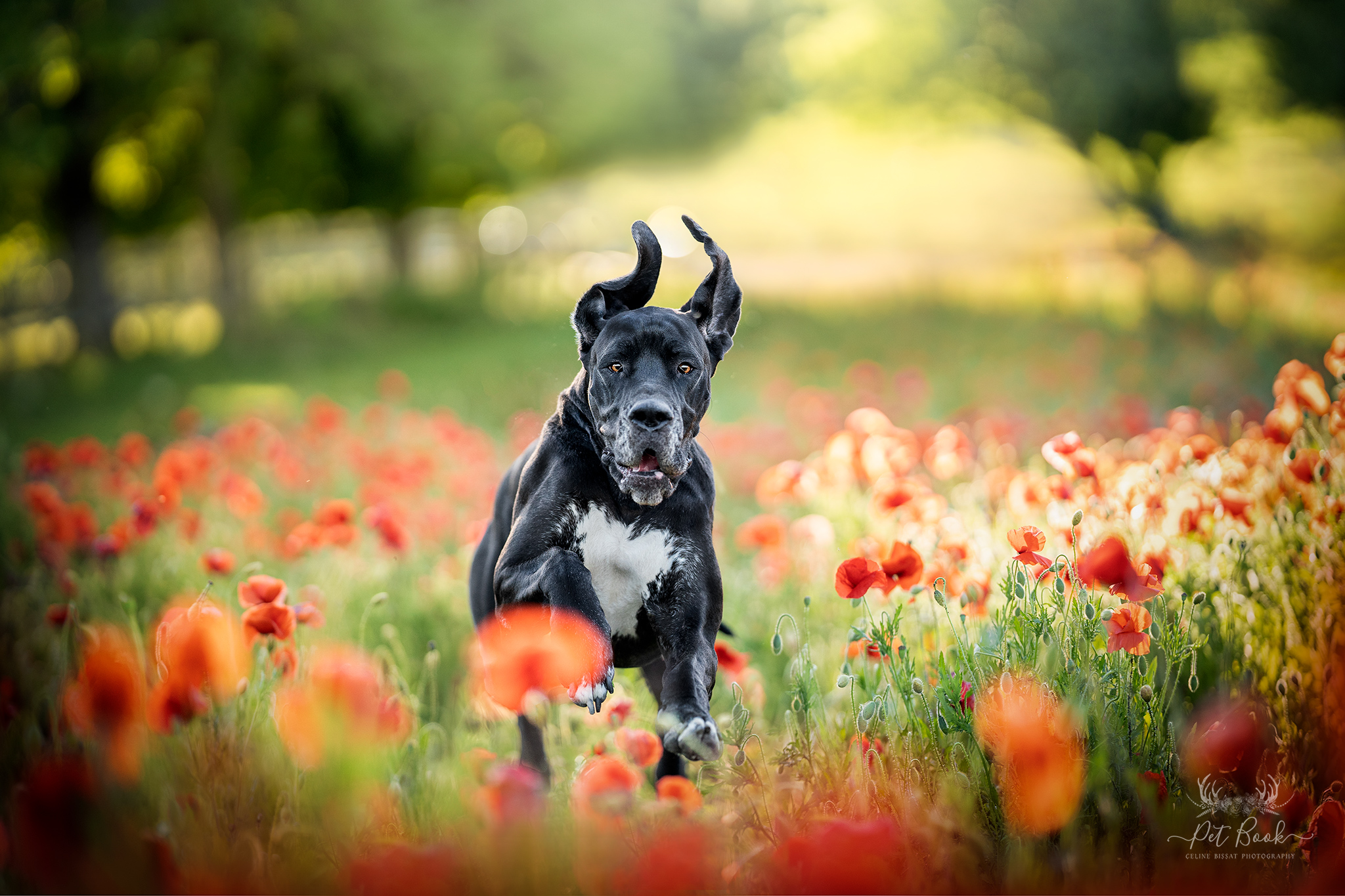 apprendre photo animalière chien photo devenir photographe formation photographe chien canin