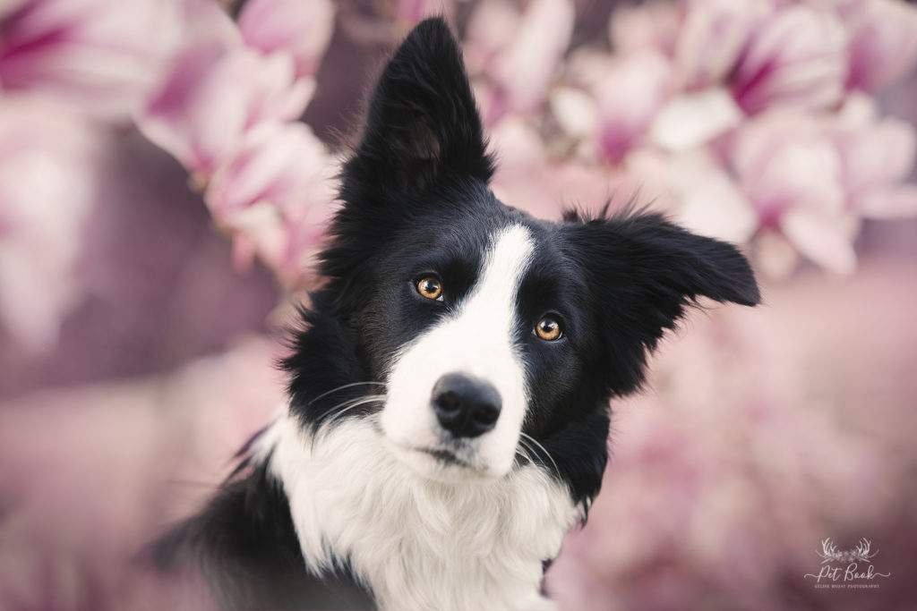 devenir photographe canin apprendre photographie canine