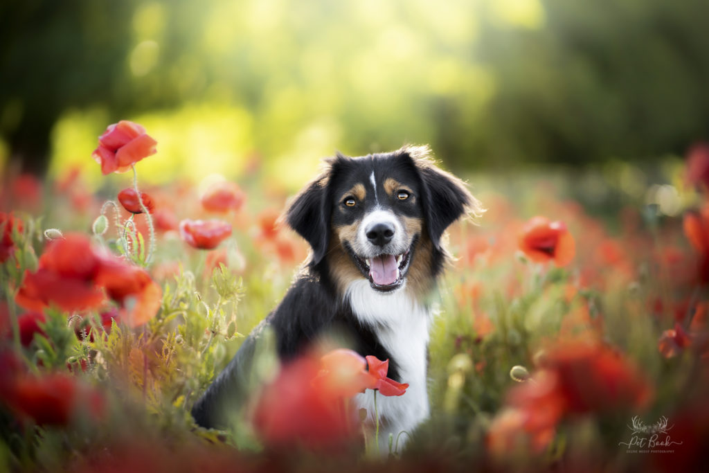 formation photographe chien photographe canin