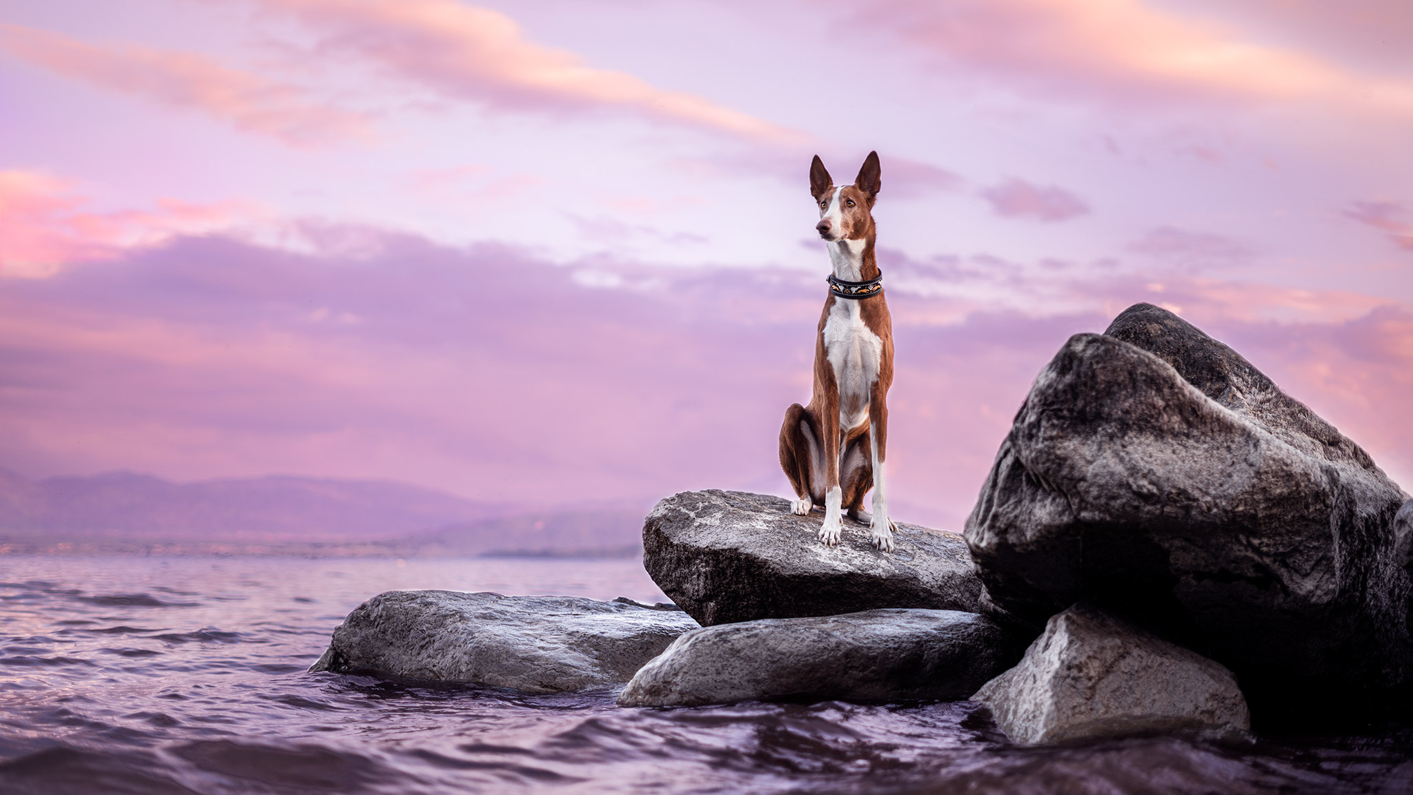 Apprendre la photographie et la retouche photo chien canine