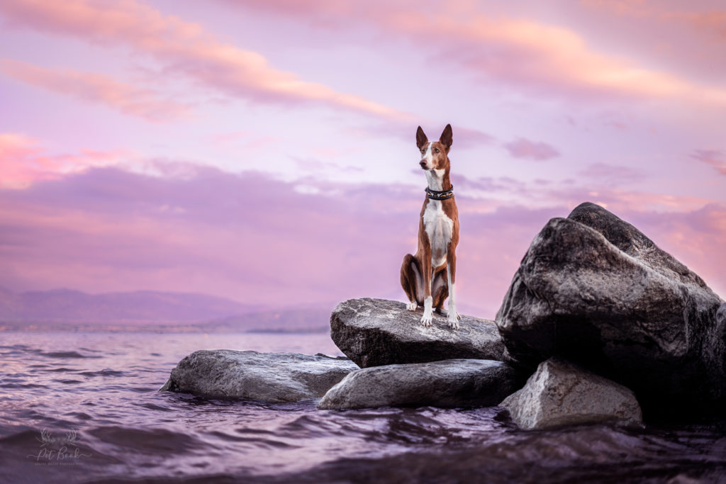 avant après photo chien