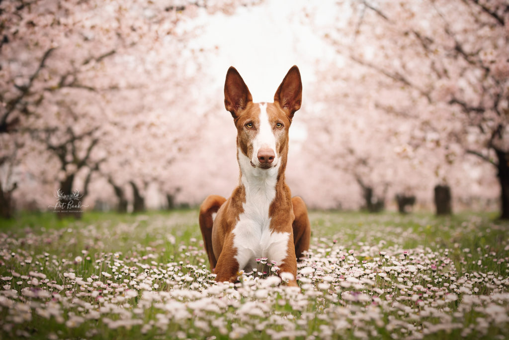 Formation photographie animalière en ligne