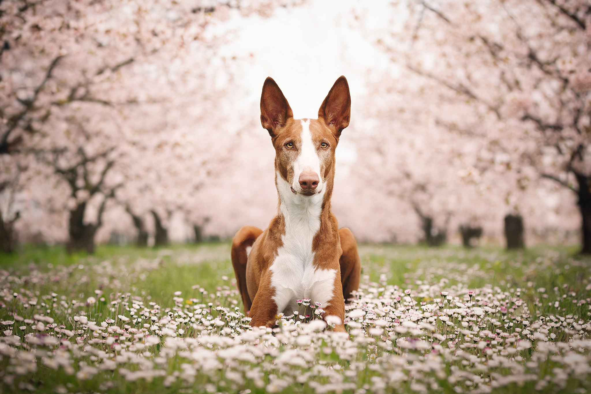 Formation photographe animalier, devenir photographe animalier, photographe chien, canin