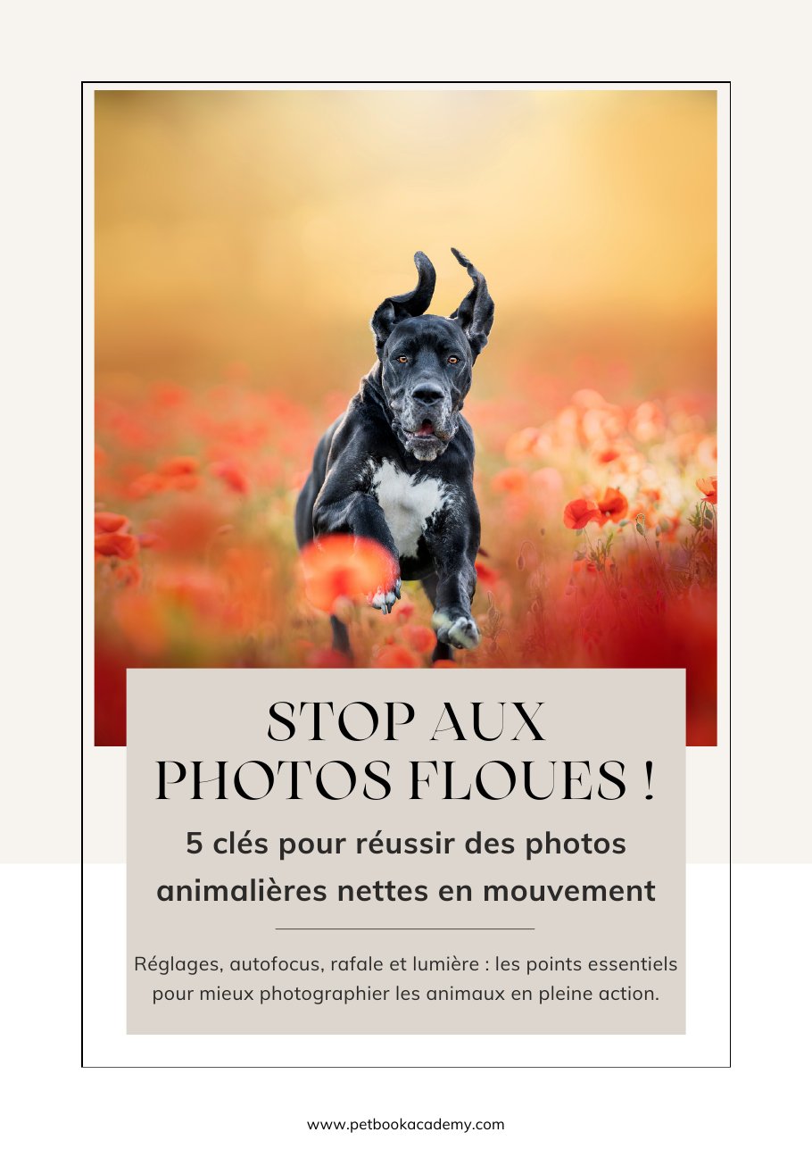Guide gratuit : 5 clés pour des photos animalières nettes en mouvement